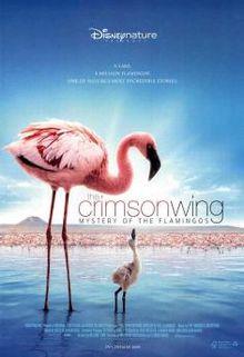 El Misterio De Los Flamencos (2009) poster